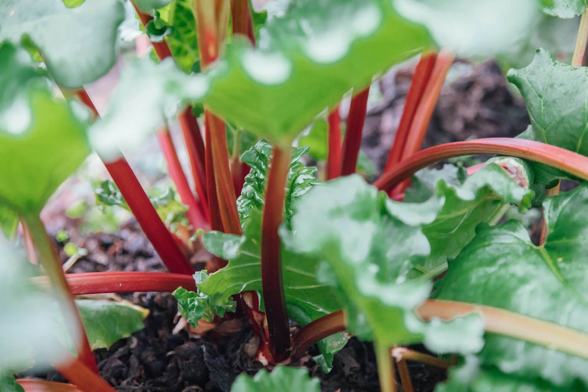 Is Rhubarb Good for You